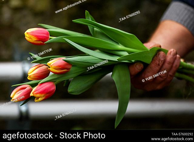 RUSSIA, VLADIVOSTOK - FEBRUARY 28, 2023: Lead engineer Yevgeny Navros visits a conservatory to pick tulips raised at the Botanical Garden-Institute of the Far...