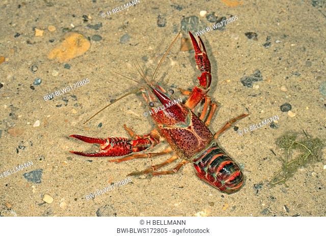 Louisiana red crayfish, red swamp crayfish, Louisiana swamp crayfish, red crayfish Procambarus clarkii, on sandy ground of a pond