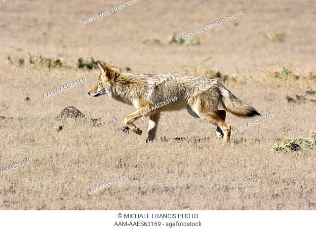 Coyote (Canis latrans), hunting portrait in grassland during fall Yellowstone National Park Montana