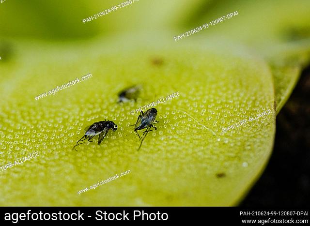 PRODUCTION - 07 June 2021, Rhineland-Palatinate, Freinsheim: Dead fruit flies stick to the leaf of a butterwort in a greenhouse of the company ""Gartenbau...