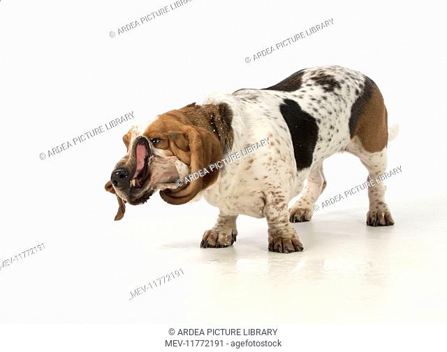 Dog Basset Hound shaking its head