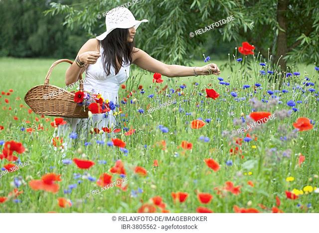 Woman in white summer dress picking flowers, Lower Saxony, Germany