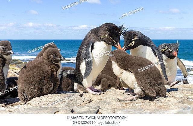 Chick with adult on Bleaker Island. Rockhopper Penguin (Eudyptes chrysocome), subspecies Southern Rockhopper Penguin (Eudyptes chrysocome chrysocome)