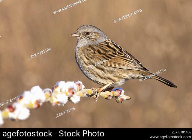 Dunnock (Prunella modularis), side vie wof an adult perched on a branch, Campania, Italy
