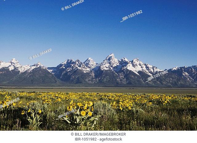 Arrowleaf Balsamroot blooming (Balsamorhiza sagittata) and Teton range in summer, Antelope Flats, Grand Teton National Park, Wyoming, USA