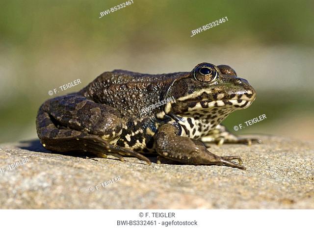 Coruna frog, Perez's Frog (Rana perezi, Rana ridibunda perezi), on a stone, Portugal, Aljezur