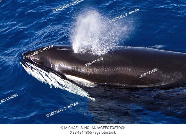 A pod of 15 to 20 killer whales Orcinus orca off Cabo Corso at 248 37 9N 1128 13 1W Baja California Sur, Mexico, Pacific Ocean  MORE INFO This pod of killer...