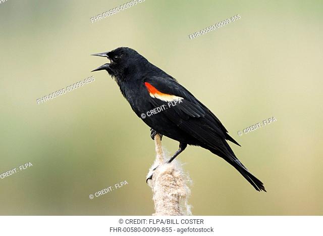 Red-winged Blackbird (Agelaius phoeniceus) adult male, calling during display, perched on reedmace seedhead, Ontario, Canada, May