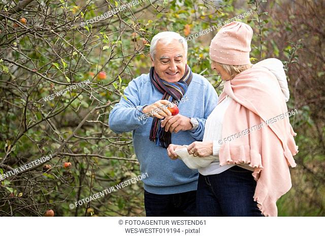 Senior couple picking apples while having a walk
