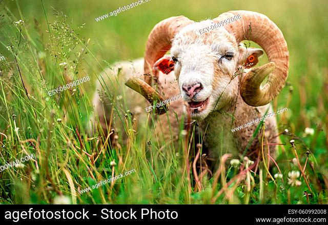 Sheep with twisted horns, mutton Traditional Slovak breed - Original Valaska resting in spring meadow grass