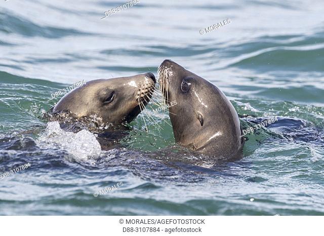 Central America, Mexico, Baja California Sur, Guerrero Negro, Ojo de Liebre Lagoon (formerly known as Scammon's Lagoon), California sea lion ( Zalophus...