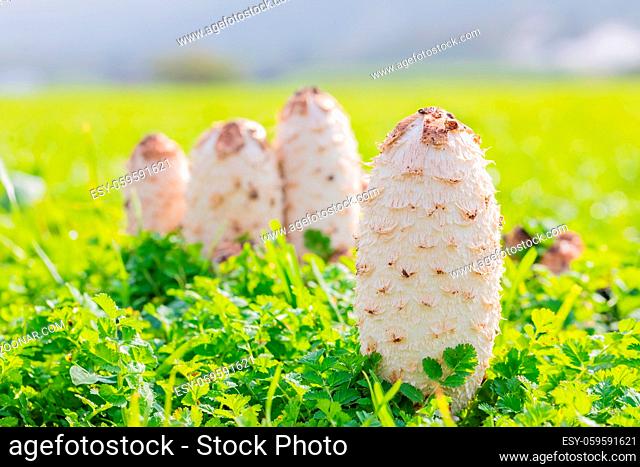 Coprinus comatus, The Shaggy Ink Cap, Lawyer's Wig, or Shaggy Mane Wild edible mushroom growing in a country meadow