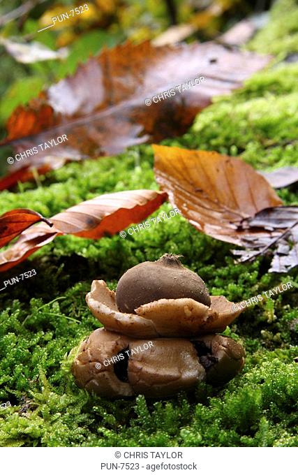 A Geastrum sessile earth star fungi in moss