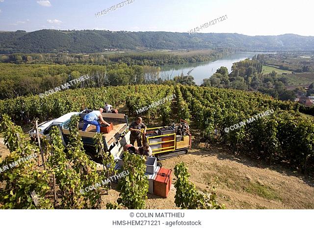 France, Rhone, Condrieu et Ampuis, vineyard of AOC cote rotie, Georges Vernay wine producing domain, hand grape picking in the town of Ampuis