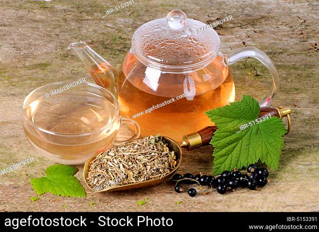 Blackcurrant (Ribes nigrum) cup and teapot with Black currant tea