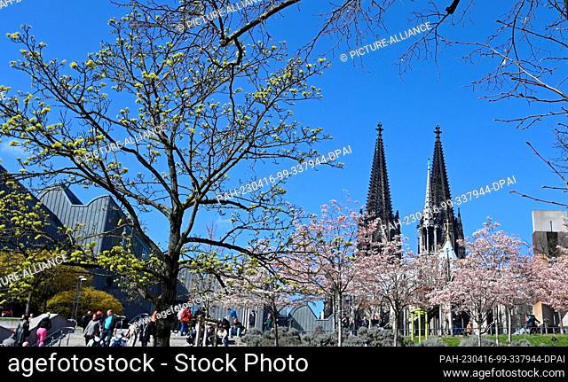 09 April 2023, North Rhine-Westphalia, Cologne: Cologne Cathedral, cathedral spires east side and trees with flowers on stairs leading from the Rhine to the...
