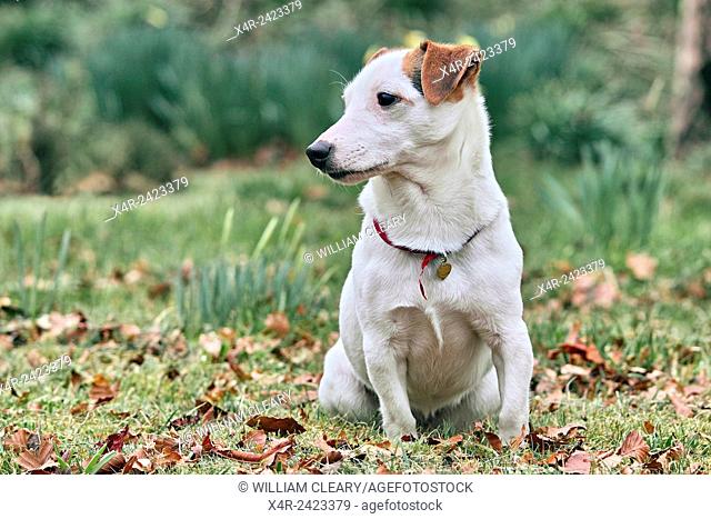 Jack Russell terrier outdoors