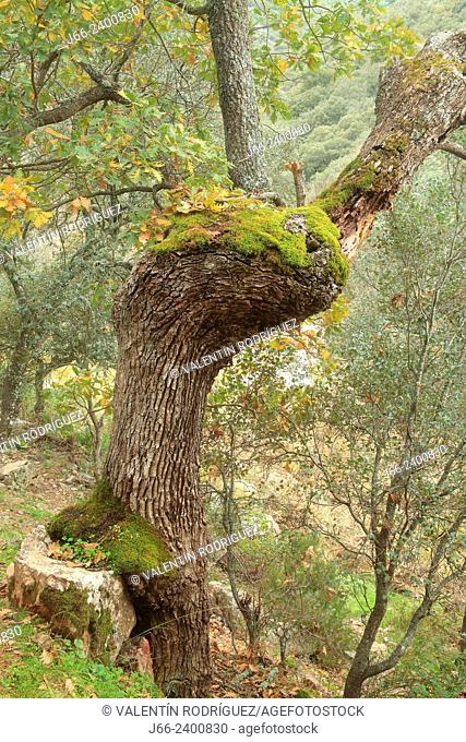 oak (Quercus faginea) in Boquerón del Estena route, national park Cabañeros. Ciudad Real. Spain