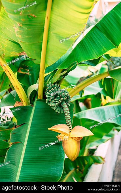 Banana palm blooms. A big yellow flower. Little green bananas on a palm tree. Unripe bananas