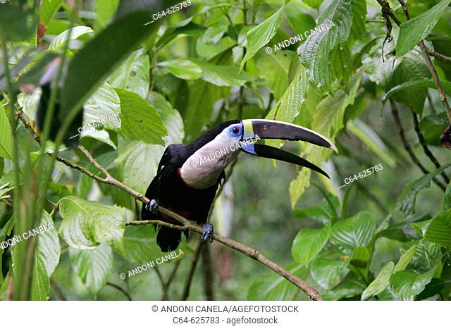 Red-billed Toucan (Ramphastos tucanus). Tambopata rainforest. Amazonia basin. Peru