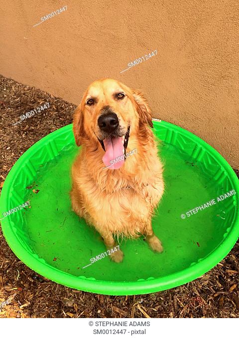 Golden Retriever in Pool
