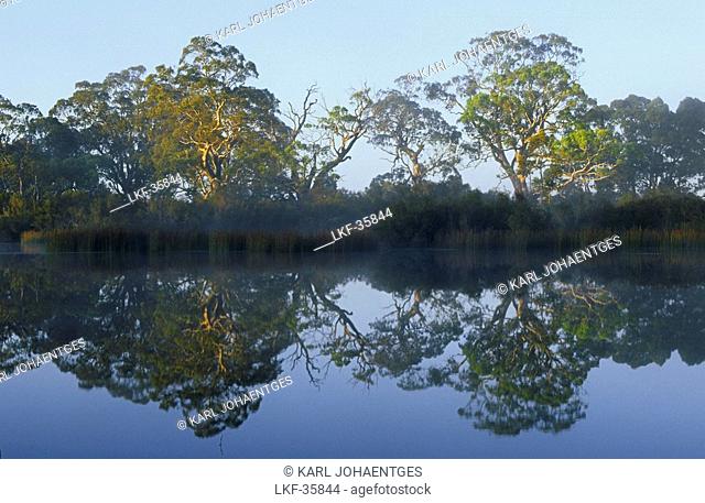 Early morning reflections on Glenelg River, Grampians National Park, Victoria, Australia