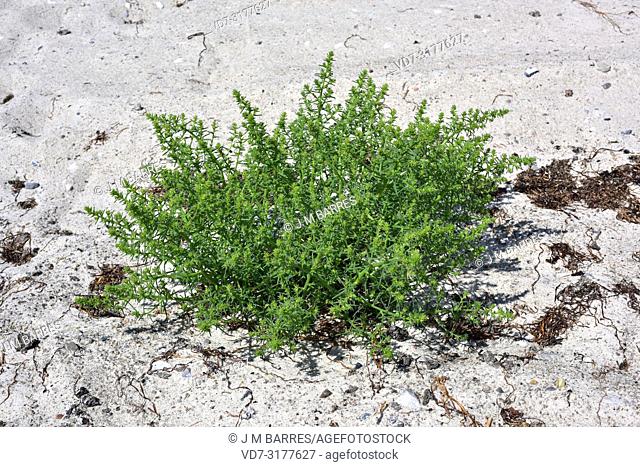Common saltwort or prickly saltwort (Salsola kali or Kali tragus) is an annual prickly herb native to Eurasia and north Africa