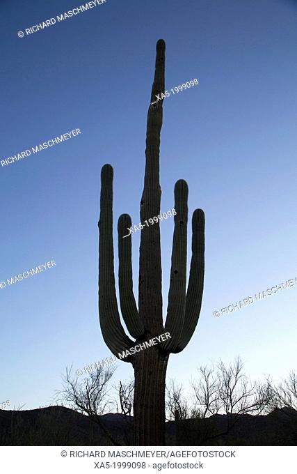USA, Arizona, Saguaro National Park, West-Tucson Mountain District, Saguaro Cactus (Camegiea Gigantea), can grow to 50 feet high, weigh 1
