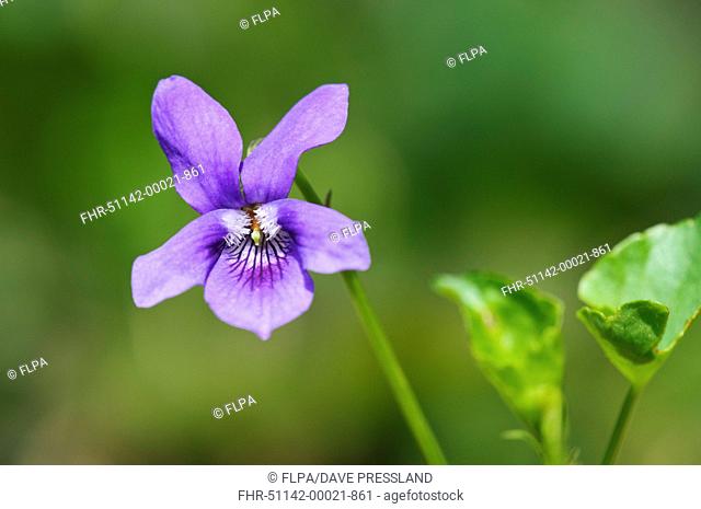 Common Dog Violet Viola riviniana close-up of flower, growing in woodland, near Hale, Cumbria, England, april