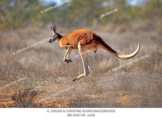 Red Kangaroo (Macropus rufus), adult male, jumping, Sturt National Park, New South Wales, Australia