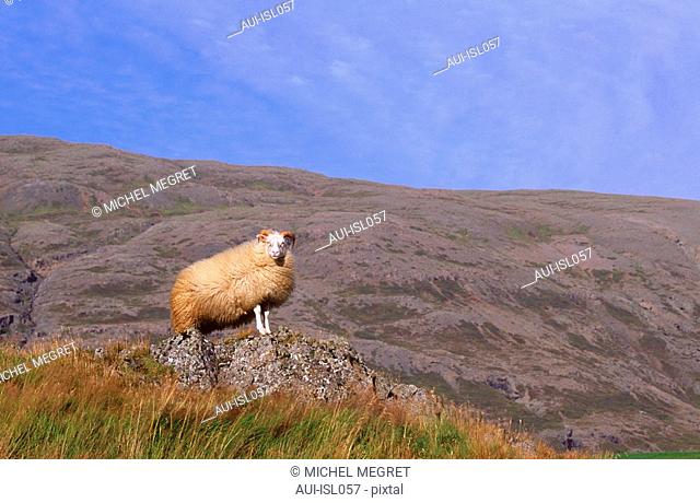 Islande - mouton
