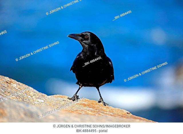 American Crow (Corvus brachyrhynchos), adult, stands on rocks, California, North America, USA