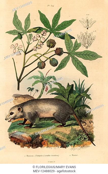 Virginia opossum, Didelphis virginiana 1, and cassava or yuca, Manihot esculenta 2. Manicou (Didelphe a oreilles bicolores), Manioc