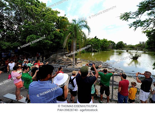 Tourists visit an alligator farm at the Everglades National Park and attend a show in which the animals are fed in Florida City, USA, 26 May 2013