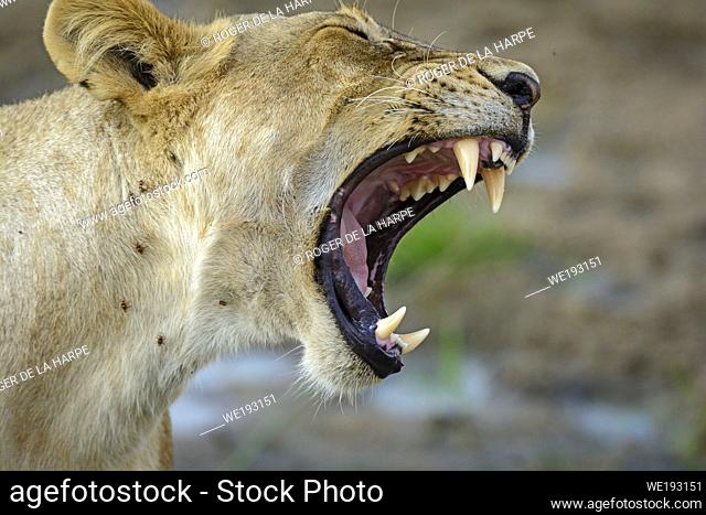 Masai lion or East African lion (Panthera leo nubica syn. Panthera leo massaica) yawning. Ruaha National Park. Tanzania