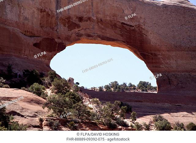 Wilsons Arch, Utah This formation is known as Entrada Sandstone Over time superficial cracks, joints, and folds of these layers were saturated with water Ice...