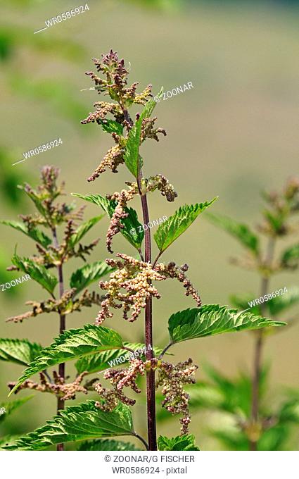 Blooming stinging nettle, Urtica dioica