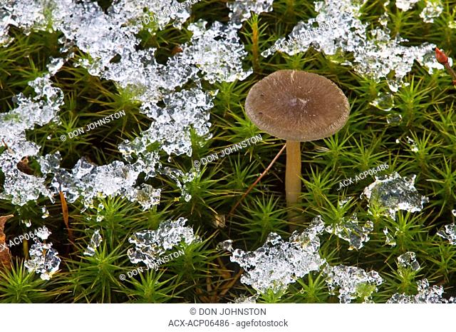 Grayling mushrooms Cantharellula umbonata, Haircap moss Polytrichium commune and dusting of fresh snow, Lively Ontario, Canada