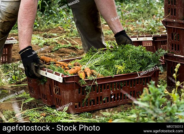 Farmer standing in a field, holding bunch of freshly picked carrots