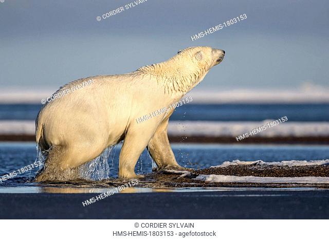United States, Alaska, Arctic National Wildlife Refuge, Kaktovik, Polar Bear( Ursus maritimus ), along a barrier island outside Kaktovik, Alaska