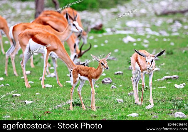 Springböcke, Etosha, Namibia, Antidorcas marsupialis, Springboks