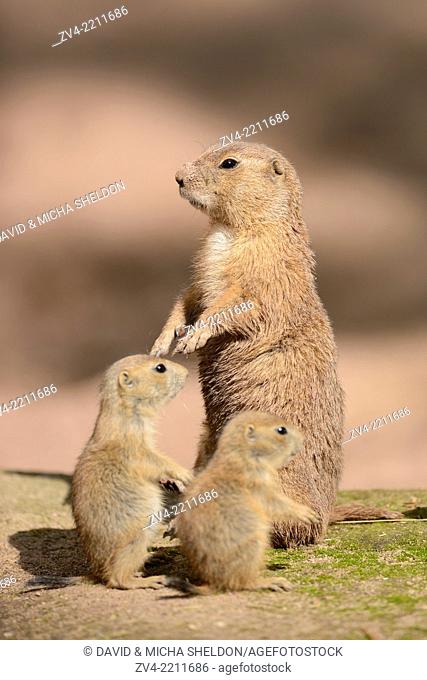 Close-up of a black-tailed prairie dog (Cynomys ludovicianus) mother with her youngsters in spring