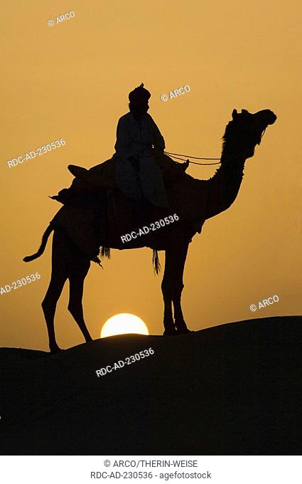 Dromedary in Thar desert, Rajasthan, India, Camelus dromedarius, One-humped Camel