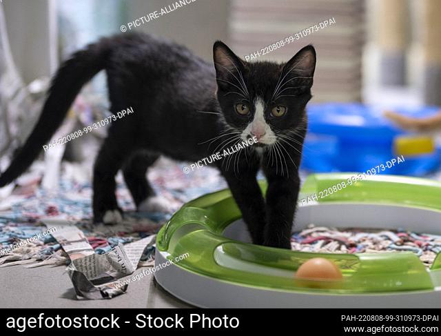 05 August 2022, Berlin: A young cat stands in her enclosure at the Mother and Child Cat Shelter in Berlin. Photo: Monika Skolimowska/dpa