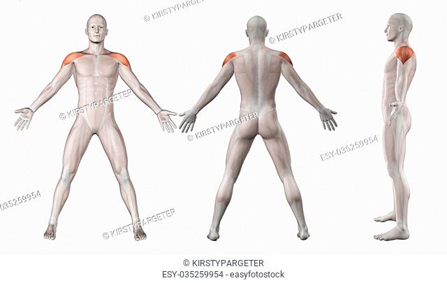 3D render showing showing male figure with deltoid muscles highlighted