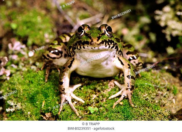 Greek March Frog Pelophylax kurtmuelleri, Rana kurtmuelleri, Rana balcanica , sitting on moss, Greece, Peloponnes