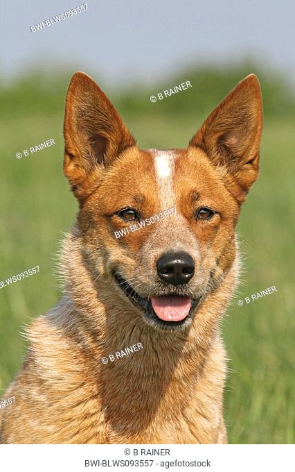 Australian Cattle Dog Canis lupus f. familiaris, portrait