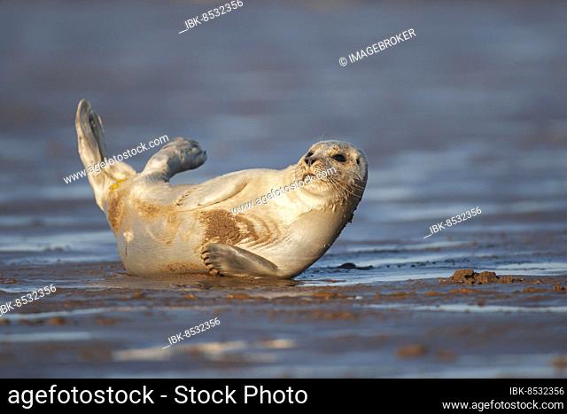Common or harbor seal (Phoca vitulina) adult resting on a beach, Lincolnshire, England, United Kingdom, Europe