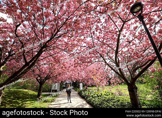 02 May 2022, Mecklenburg-Western Pomerania, Rostock: The Japanese ornamental cherry (Rosaceae Prunus serrulata) is in bloom in the Botanical Garden; employee...