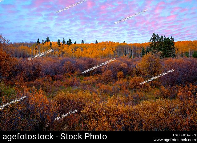 A hillside covered in colorful autumn trees, Alberta, Canada